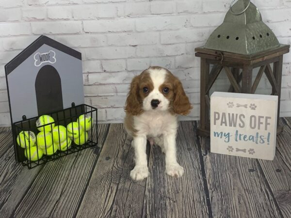 Cavalier King Charles Spaniel-DOG-Male-Blenheim / White-3558-Petland Knoxville, Tennessee