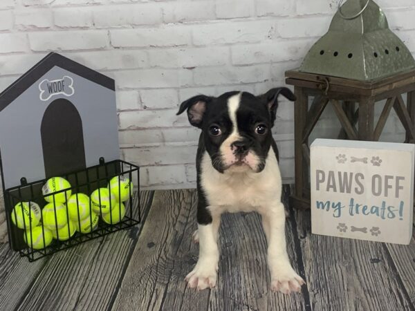 Frenchton-DOG-Male-Blk&Wht-3560-Petland Knoxville, Tennessee
