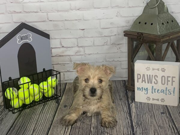 Cairn Terrier-DOG-Male-Wheaten-3555-Petland Knoxville, Tennessee