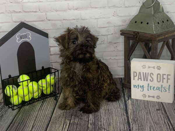 Poodle/Cairn Terrier-DOG-Male-Wheaten-3557-Petland Knoxville, Tennessee