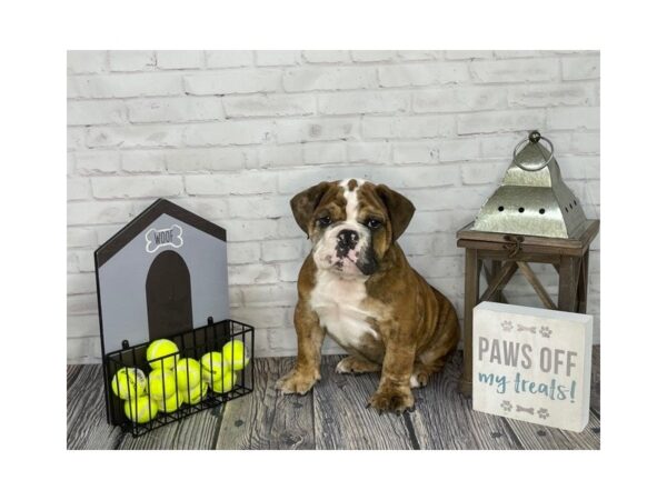 English Bulldog-DOG-Male-Red Brindle and White-3567-Petland Knoxville, Tennessee