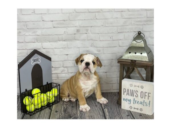 English Bulldog-DOG-Female-Fawn and White-3563-Petland Knoxville, Tennessee