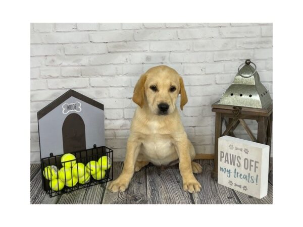 Labrador Retriever-DOG-Male-Gold-3570-Petland Knoxville, Tennessee