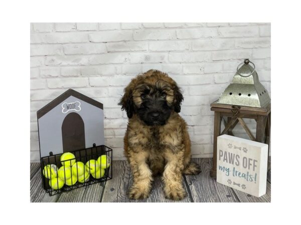 Whoodle-DOG-Male-Brown-3568-Petland Knoxville, Tennessee