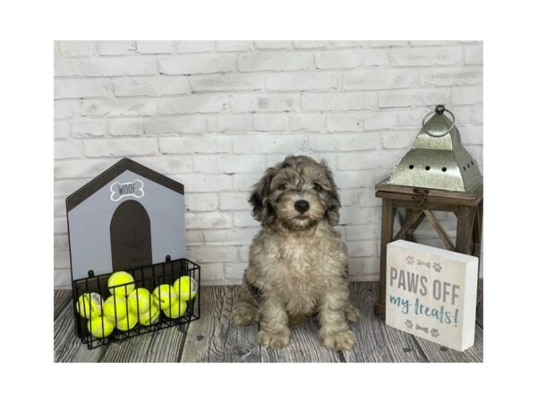 Mini Goldendoodle-DOG-Male-Blue Merle-3571-Petland Knoxville, Tennessee