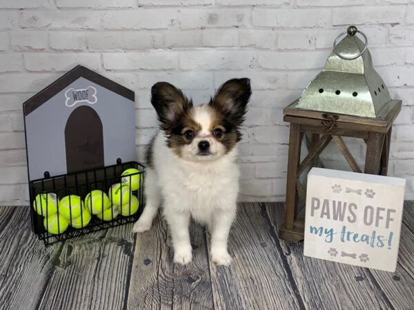 Papillon-DOG-Female-White and Sable-3565-Petland Knoxville, Tennessee