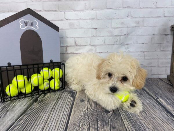 Schnoodle-DOG-Female-Cream-3539-Petland Knoxville, Tennessee