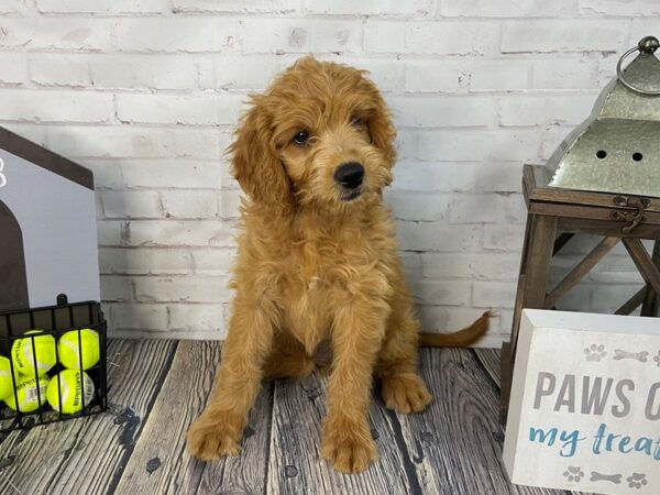 Mini Goldendoodle-DOG-Female-Red-3577-Petland Knoxville, Tennessee
