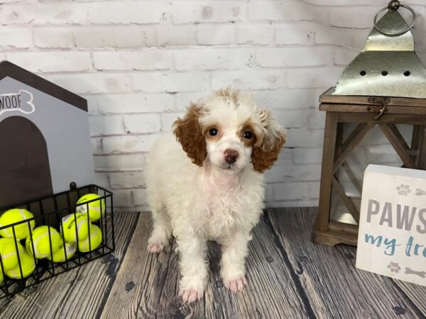Poodle-DOG-Female-White-3574-Petland Knoxville, Tennessee