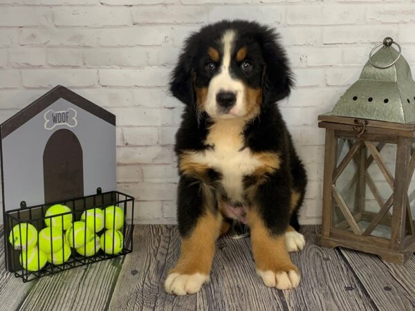 Bernese Mountain Dog-DOG-Male-Tri-3597-Petland Knoxville, Tennessee