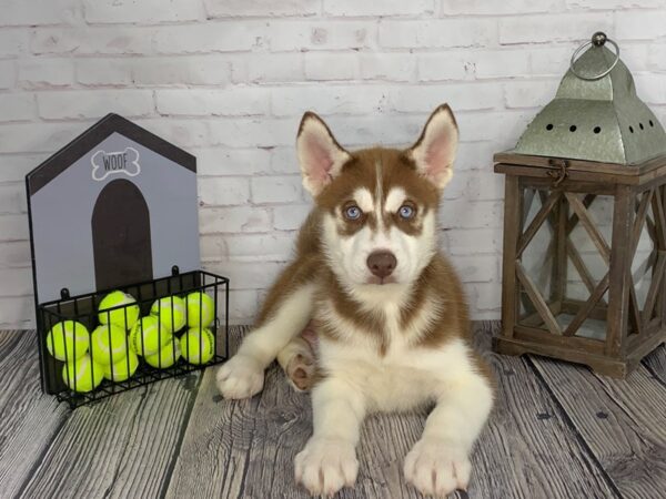 Siberian Husky-DOG-Male-Red / White-3601-Petland Knoxville, Tennessee