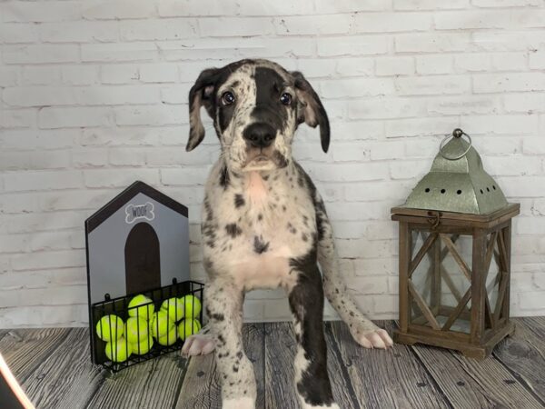 Great Dane-DOG-Male-Blue Merle-3583-Petland Knoxville, Tennessee