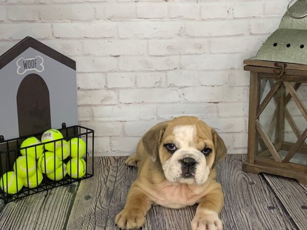English Bulldog-DOG-Male-Fawn / White-3595-Petland Knoxville, Tennessee