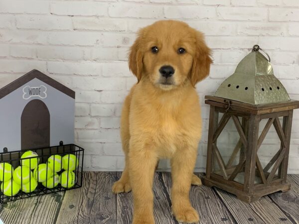 Golden Retriever-DOG-Female-Gldn-3607-Petland Knoxville, Tennessee