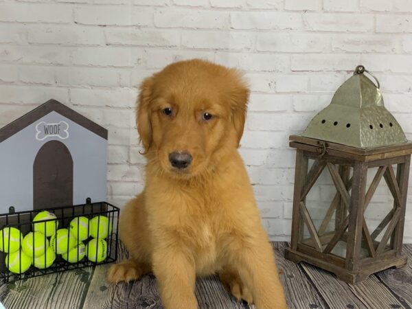 Golden Retriever-DOG-Male-Gldn-3606-Petland Knoxville, Tennessee