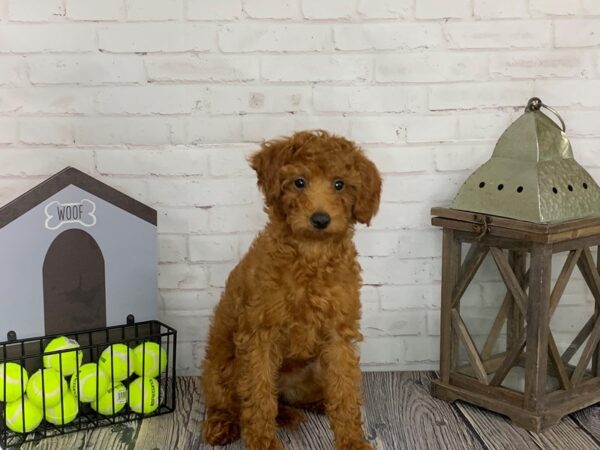 Miniature Poodle-DOG-Female-Red-3603-Petland Knoxville, Tennessee
