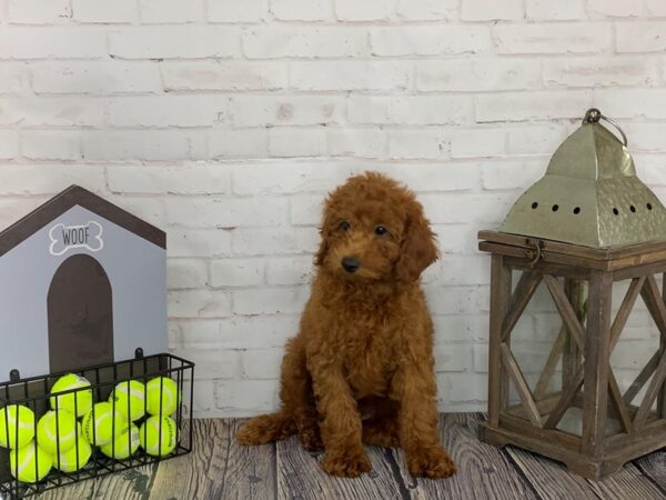 Miniature Poodle-DOG-Male-Red-3602-Petland Knoxville, Tennessee