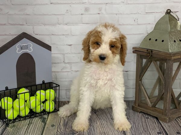 Poodle-DOG-Female-rd & Wht prti-3609-Petland Knoxville, Tennessee