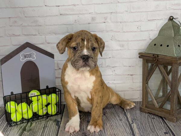 Olde English Bulldogge-DOG-Male-Red-3581-Petland Knoxville, Tennessee