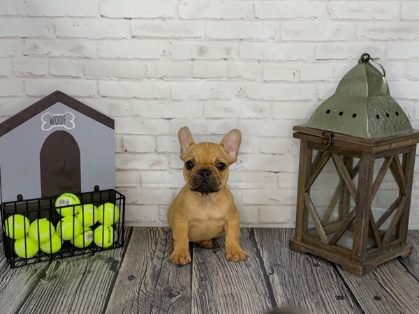 French Bulldog-DOG-Male-Fawn-3584-Petland Knoxville, Tennessee