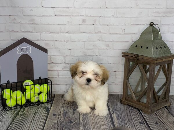 Lhasa Apso-DOG-Male-Golden-3585-Petland Knoxville, Tennessee