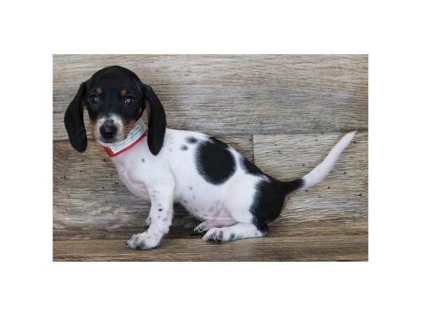 Dachshund-DOG-Male-Black / Tan-3627-Petland Knoxville, Tennessee