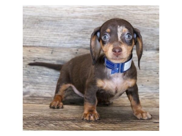 Dachshund-DOG-Female-Chocolate / Tan-3628-Petland Knoxville, Tennessee