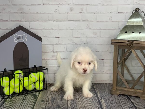 Shih Chi-DOG-Male-White-3618-Petland Knoxville, Tennessee