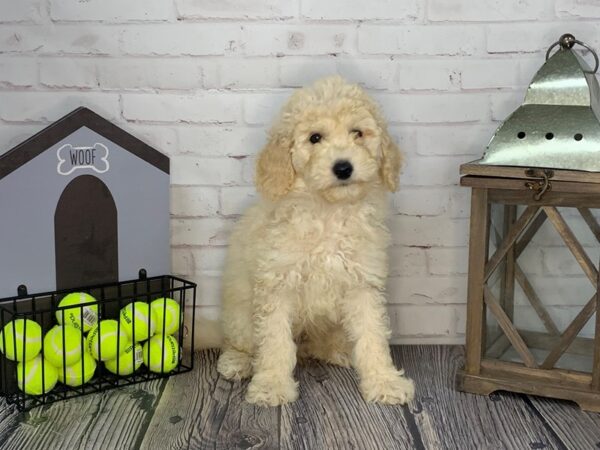 Goldendoodle-DOG-Male-Cream-3617-Petland Knoxville, Tennessee