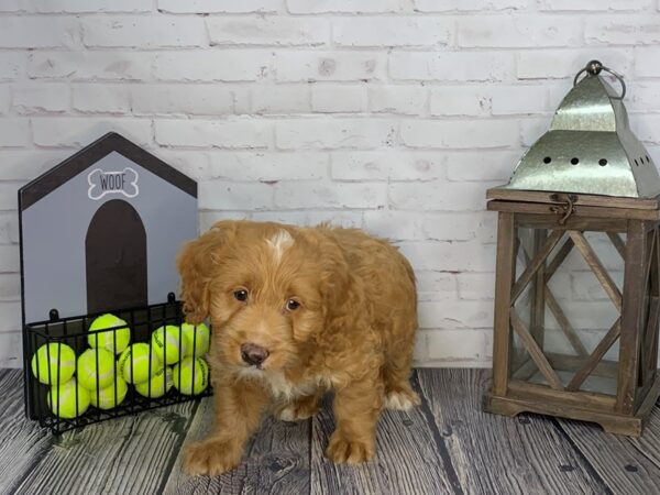 Mini Goldendoodle-DOG-Male-Red-3632-Petland Knoxville, Tennessee