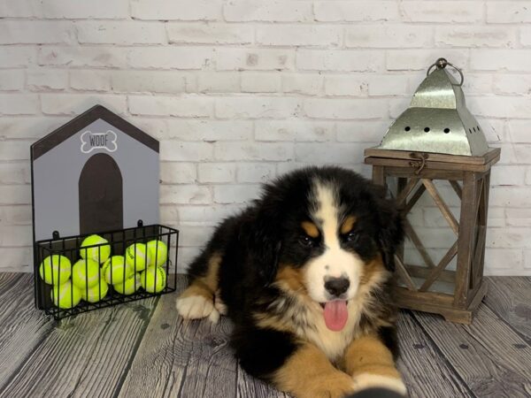 Bernese Mountain Dog-DOG-Male-Tri-3612-Petland Knoxville, Tennessee