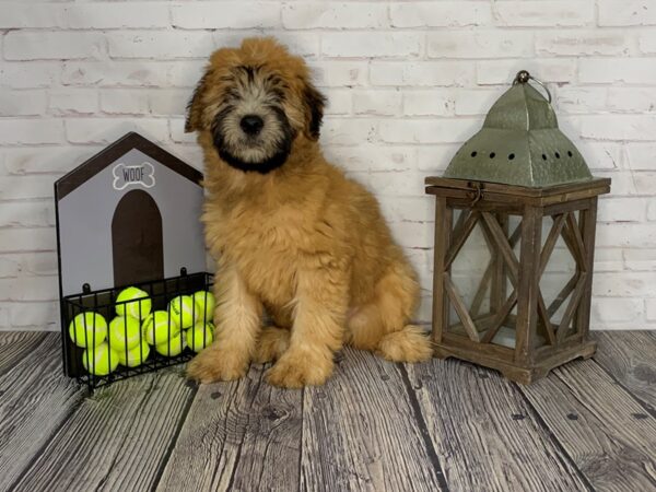 Soft Coated Wheaten Terrier-DOG-Male-Wheaten-3579-Petland Knoxville, Tennessee