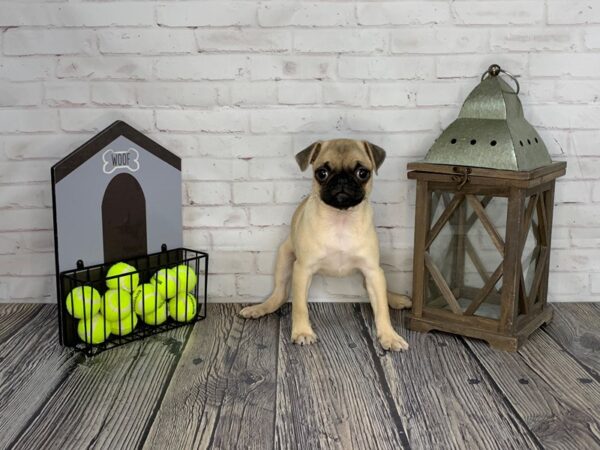 Pug-DOG-Female-Fawn-3629-Petland Knoxville, Tennessee