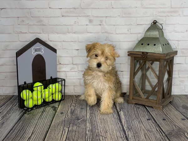 Maltese/Yorkshire Terrier-DOG-Female-Gold-3630-Petland Knoxville, Tennessee