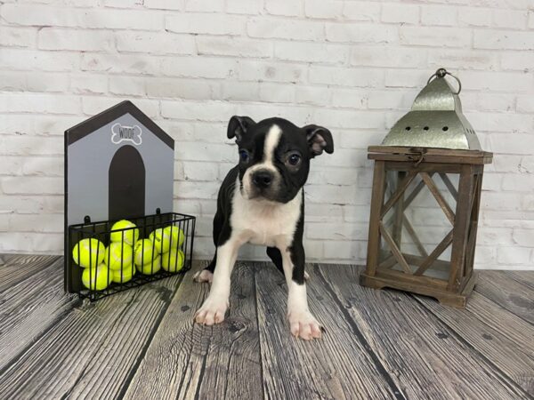 Boston Terrier-DOG-Male-Blk / Wht-3610-Petland Knoxville, Tennessee