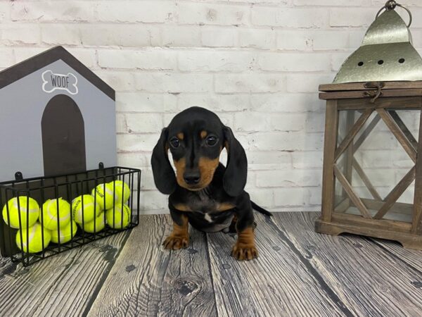 Dachshund DOG Male Black / Tan 3626 Petland Knoxville, Tennessee