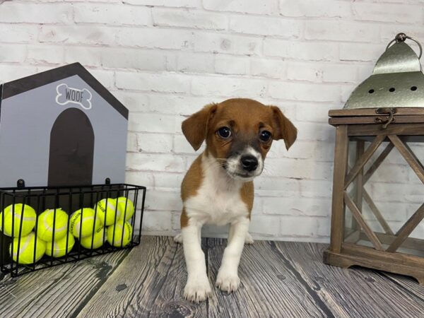Jack Russell Mix-DOG-Female-Brown-3620-Petland Knoxville, Tennessee