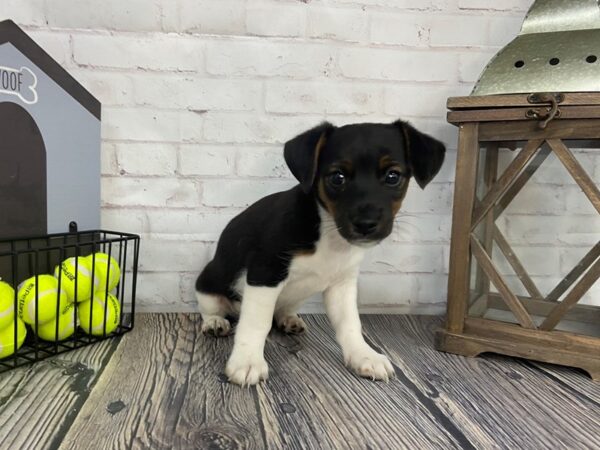 Jack Russell Mix DOG Male Tri 3619 Petland Knoxville, Tennessee