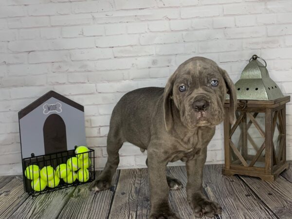 Neapolitan Mastiff-DOG-Male-Blue-3641-Petland Knoxville, Tennessee