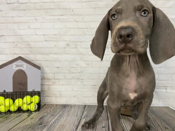 Weimaraner-DOG-Female-Blue-3650-Petland Knoxville, Tennessee