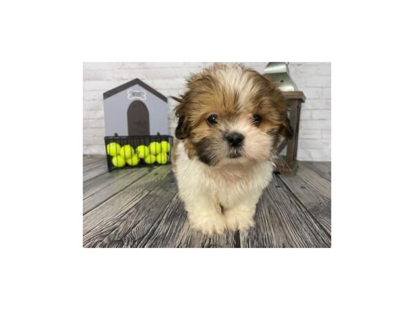 Shih Tzu-DOG-Male-Rd/Wht-3651-Petland Knoxville, Tennessee