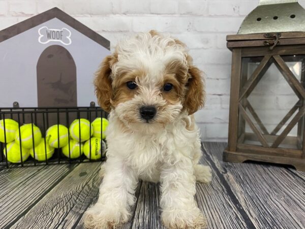 Shih Poo-DOG-Female-Rd & Wht-3638-Petland Knoxville, Tennessee