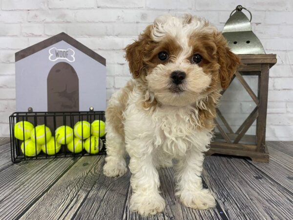 Shih Poo-DOG-Female-Rd & Wht-3637-Petland Knoxville, Tennessee
