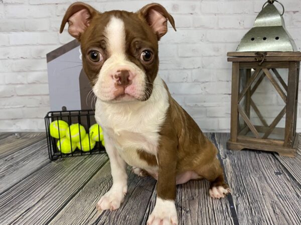 Boston Terrier-DOG-Male-Seal/Wht-3656-Petland Knoxville, Tennessee