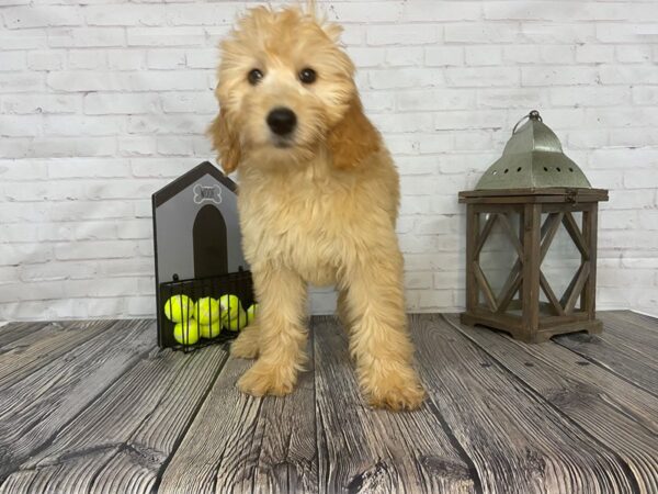 Mini Goldendoodle-DOG-Female-Apricot-3576-Petland Knoxville, Tennessee
