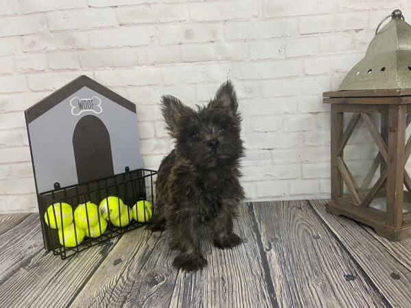 Cairn Terrier-DOG-Female-Wheaten-3663-Petland Knoxville, Tennessee