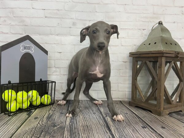 Italian Greyhound-DOG-Male-Blue-3662-Petland Knoxville, Tennessee