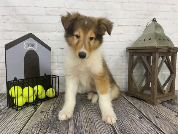 Collie DOG Female Tn&Wht 3664 Petland Knoxville, Tennessee
