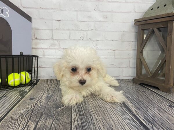 Maltese-DOG-Male-Wht-3661-Petland Knoxville, Tennessee