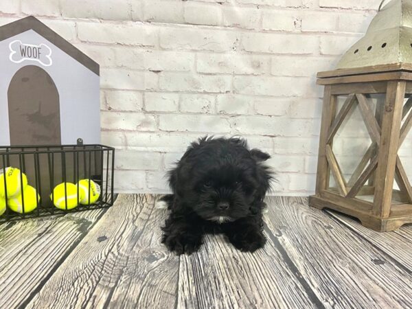 Shih Poo-DOG-Female-Blk-3659-Petland Knoxville, Tennessee